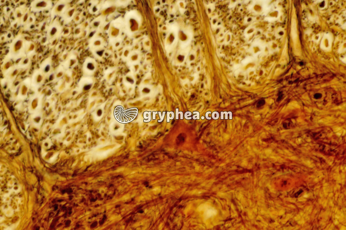 Moelle épinière x160 - gryphea.com